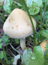 Close-up of mushroom growing on tree trunk