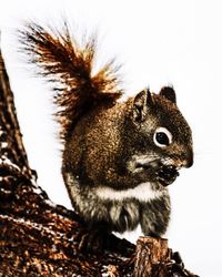 Close-up of squirrel