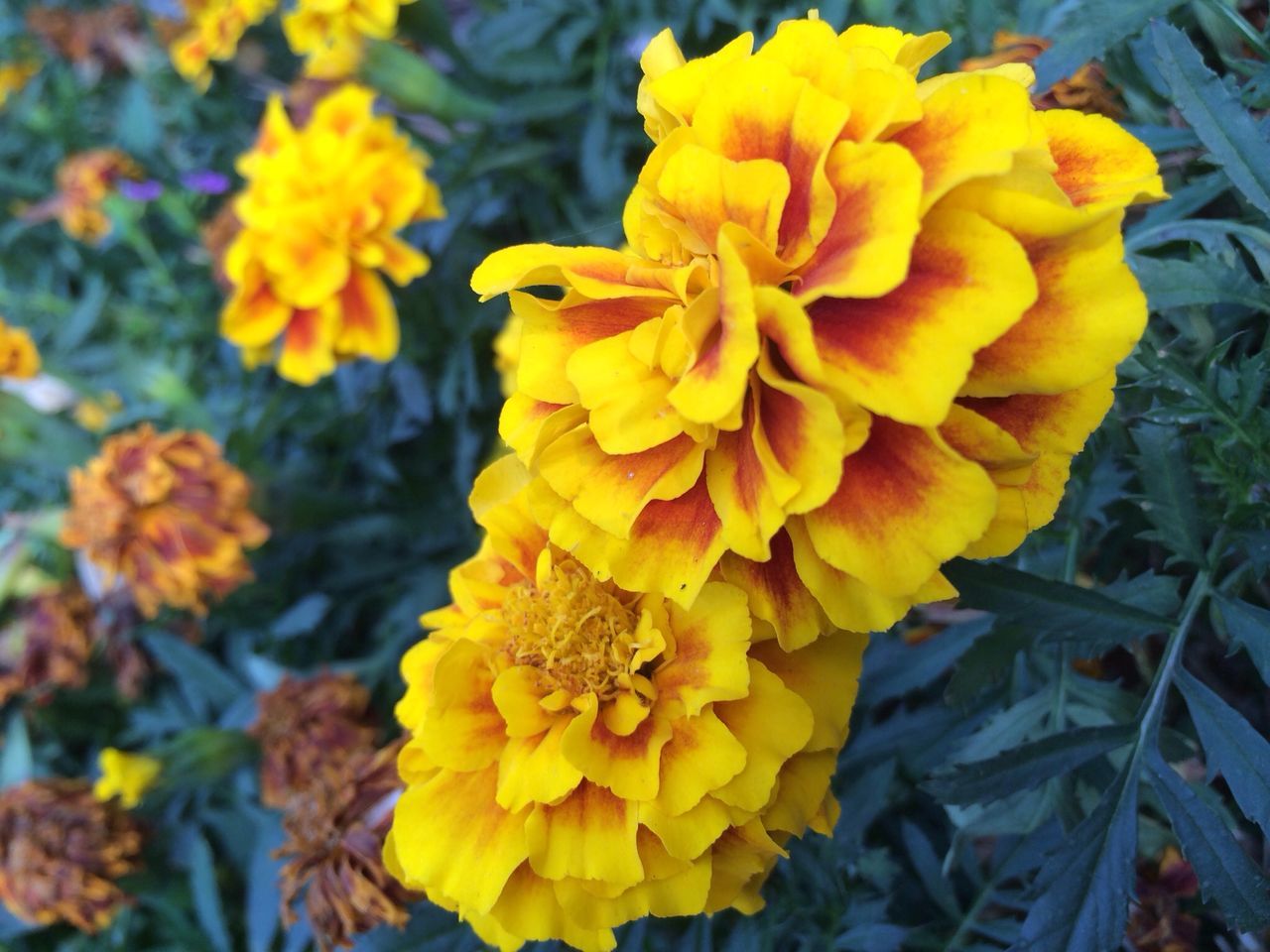 flower, petal, yellow, freshness, fragility, flower head, growth, beauty in nature, blooming, nature, plant, close-up, focus on foreground, in bloom, high angle view, field, blossom, vibrant color, day, botany