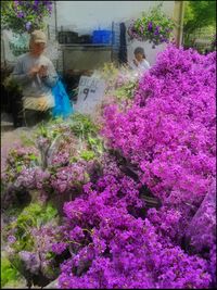 Pink flowers blooming in park