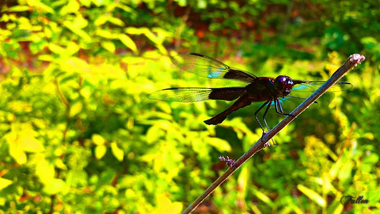 INSECT ON LEAF