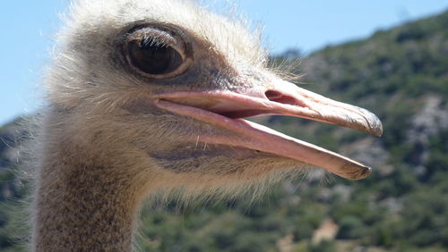 Close-up of an ostrich looking away in andalusia, spain. 