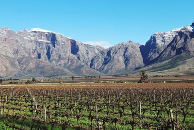 Scenic view of vineyard against mountains
