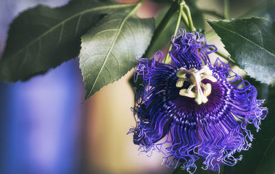 Close-up of purple iris flowers