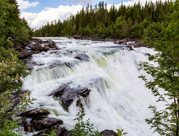 Scenic view of waterfall in forest