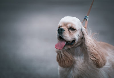 Close-up of dog looking away