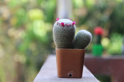 Close-up of flower on table