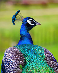 Close-up of peacock