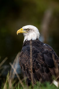 Close-up of eagle against blurred background