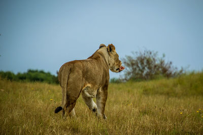 View of a horse on field