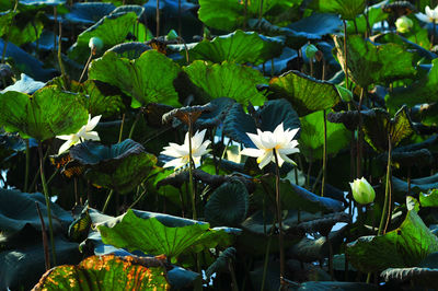 Lotus water lilies blooming in pond
