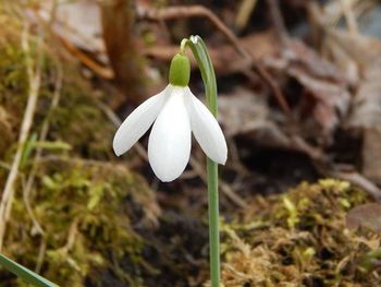 Close-up of white flowers