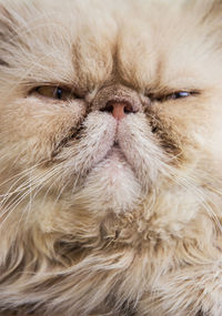 Close-up portrait of cat