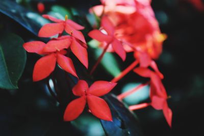 Close-up of flowers blooming outdoors