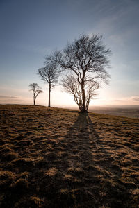 Bare tree on field against sky during sunset
