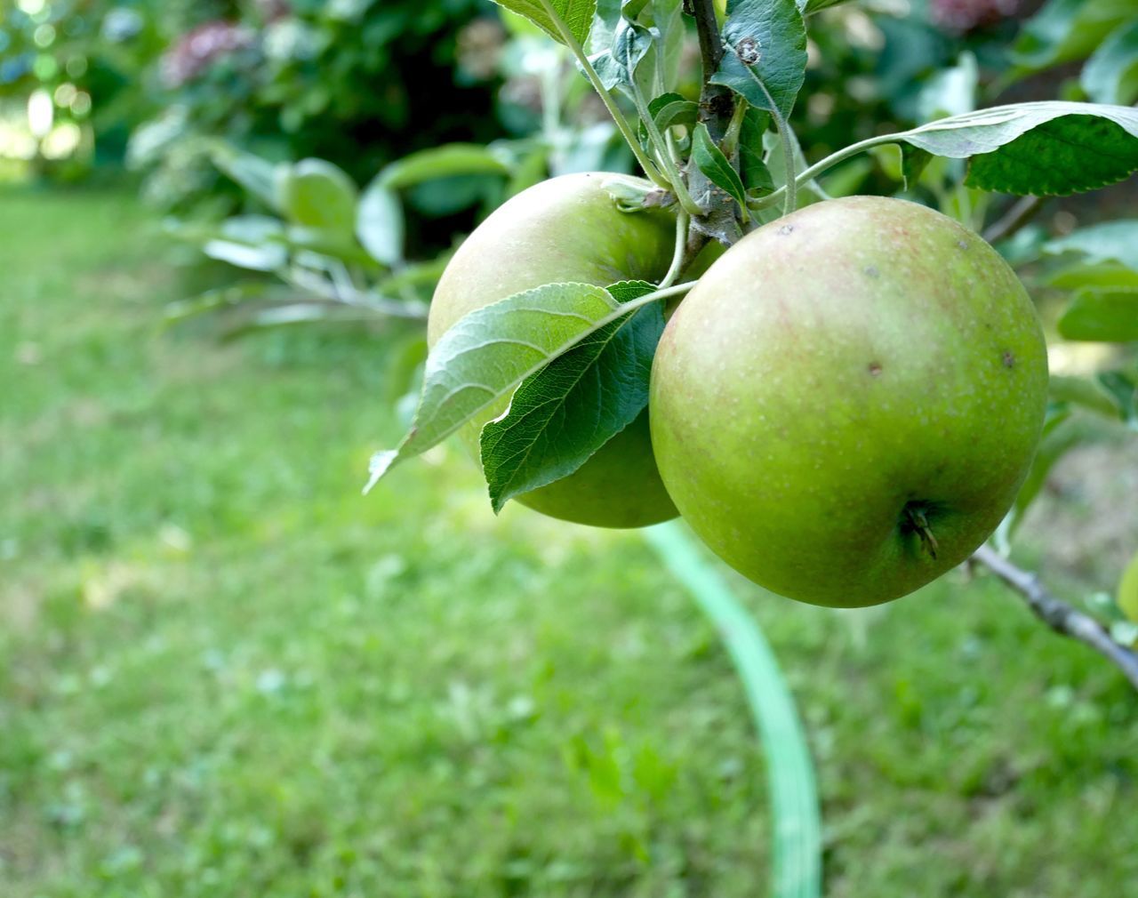 CLOSE-UP OF APPLE GROWING ON PLANT