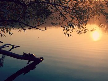 Silhouette of tree against calm lake at sunset