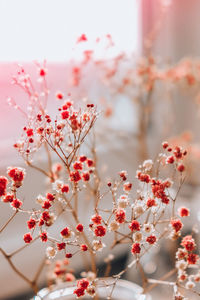 Gypsophila or baby's breath flowers beautiful pink flower blooming with soft light. selective focus. 