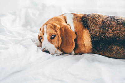 Close-up of dog lying on bed