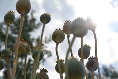 Low angle view of poppy pods against sky