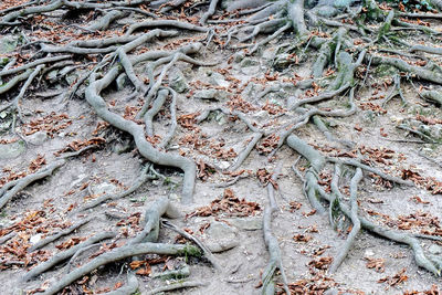 High angle view of tree roots on field