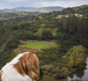 Rear view of dog looking at mountains