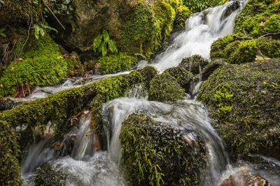 Scenic view of waterfall in forest