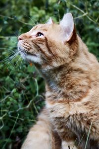Orange tabby cat outdoors