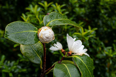 Close-up of white flowering plant
