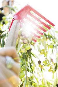 Close up of leaves