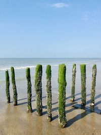 Panoramic view of wooden posts on beach against clear sky