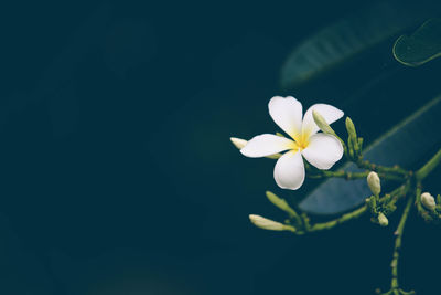 Close-up of white flowering plant