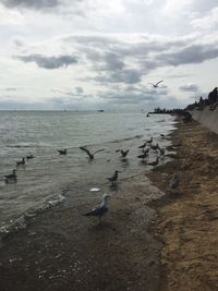 Seagulls flying over sea against sky