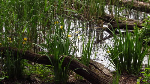 Plants growing on a tree