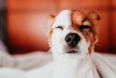 Close-up portrait of dog at home