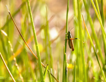 Close-up of grasshopper on grass