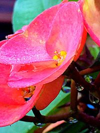 Close-up of pink flowers