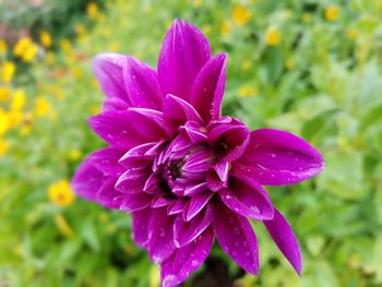 Close-up of pink flower