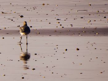 Bird at beach