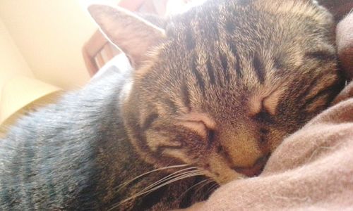 Close-up of cat sleeping