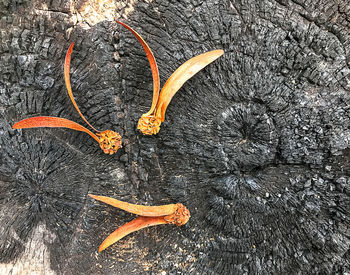 High angle view of orange leaf on tree