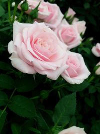 Close-up of pink rose