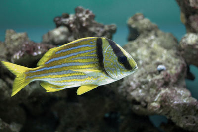 Close-up of fish swimming in sea