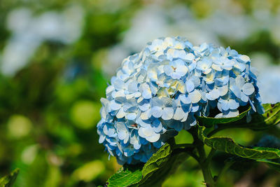 Close-up of blue hydrangea