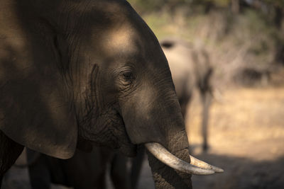 Close-up of elephant