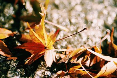 Close-up of leaves on twig