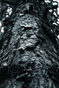 Close-up of tree trunk