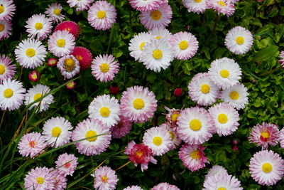 High angle view of daisies