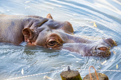 Hippopotamus swimming in the lake close up
