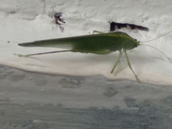 High angle view of insect on snow